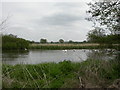 Wattons Ford, swans