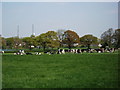 Cows and Ridge Lane transmission masts