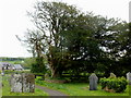 Ancient yew, St Peter