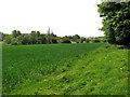 Fields east of South Raynham