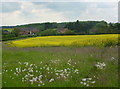 Farmland near Headon