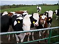 Cattle in a field alongside the Wateresk Road