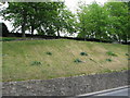 Grassy bank around County Hall