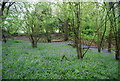 TQ1429 : Bluebells in the woods near Christ's Hospital station by N Chadwick
