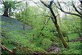 Bluebells on the railway embankment