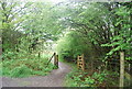 Footpath to Slinford