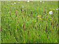 Sweet Vernal-grass flowering in a hay meadow