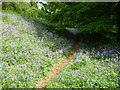 SO3606 : Path under the eaves of the trees on Coed y Bwnydd by Jeremy Bolwell