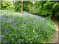 Path around Coed y Bwnydd in bluebell season