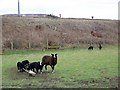 Balwen ewes and lambs, Beattock