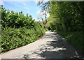 Cornish Lane in May