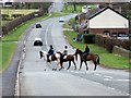NY4745 : Crossing the road, High Hesket by Maigheach-gheal