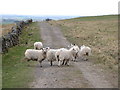 NY5776 : Sheep on the track to Crossgreens by Mike Quinn