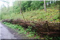 Coppiced fencing, Downs Link