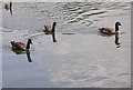 Geese on Broad Water