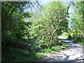 Public Footpath near Crowhole Brook