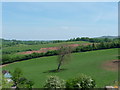 Burlescombe : Tree & Countryside