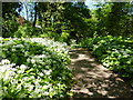 Allium ursinum by a footpath in Kearsney Abbey