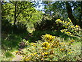 Footpath by Thursley