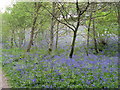 Bluebell bank in River Wood