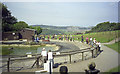 Sealions at the Welsh Mountain Zoo