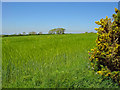 Barley field near Frochest, Eglwyswrw