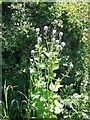 Jack by the hedge (Alliaria petiolata)