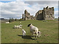 NY5674 : Sheep grazing in the grounds of Bewcastle by Mike Quinn