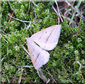 Brown Silverline moth resting on moss in Mill Heath