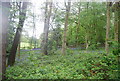 Bluebells, Little Hawks Hill Wood