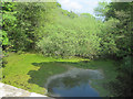 Stream looking towards Aston Hall lake