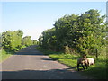 Lambs in Road