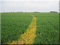 Footpath  marked  through  crop