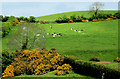 Drumlins near Saintfield