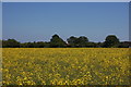 The Essex Way 34: view towards Shellow Bowells