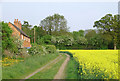 Farm track, cottage and rape field near Brewood, Staffordshire