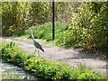 Towpath angler