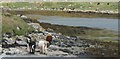 NL6396 : Cows grazing on seaweed, Bagh Chornaig, Vatersay by Phillip Williams