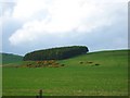 Grazing lands at Branxtonholmtown