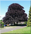 Copper Beech, East Ewell