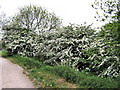 May blossom by the Biddulph Valley Way