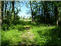 Bridleway in Little Shadymoor Coppice