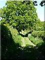 Bridleway near Holly Grove Farm