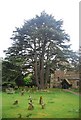 Impressive tree, St Nicolas Church, Cranleigh