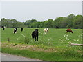 SS5614 : Cattle in field east of Beaford by Sarah Charlesworth