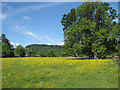 Old oak in a buttercup meadow