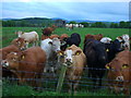 Curious cows