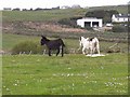 F7634 : Donkeys in a field near Ballyglass Harbour by Oliver Dixon