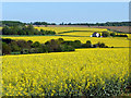 Oilseed Rape fields near Hay Street, Hertfordshire