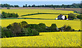 Oilseed Rape fields near Hay Street, Hertfordshire